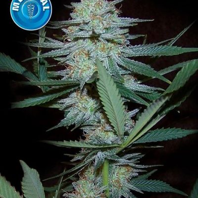 Amsterdam Medical Seeds Crazy Mouse