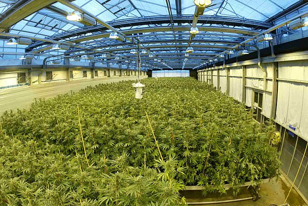 You are currently viewing Secret Greenhouse in UK Producing Almost Half the World’s Medical Marijuana