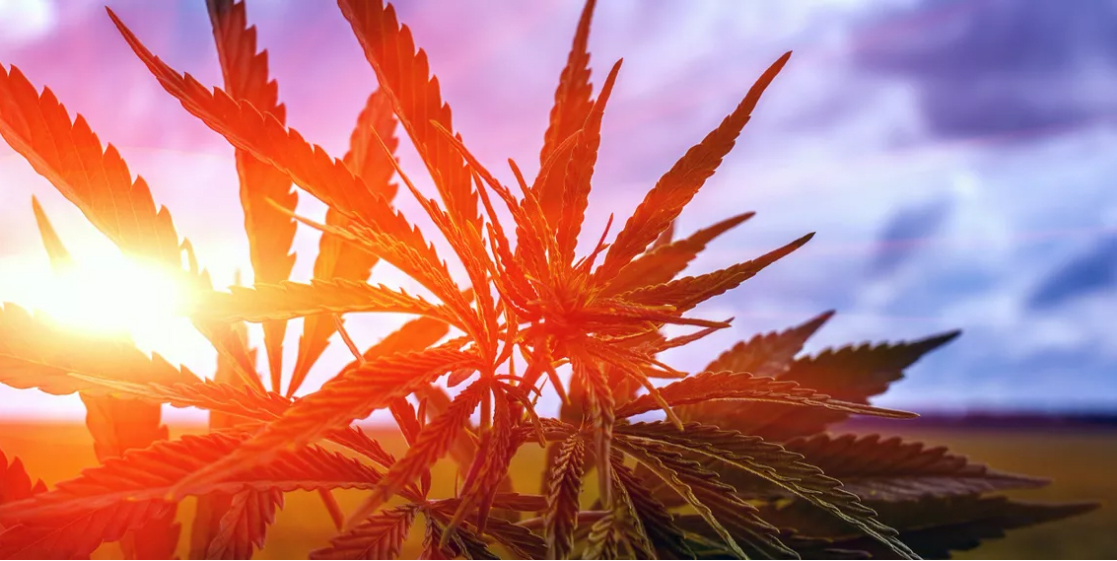 Read more about the article Researchers Revealed: THC and CBD Exist Thanks to Viruses