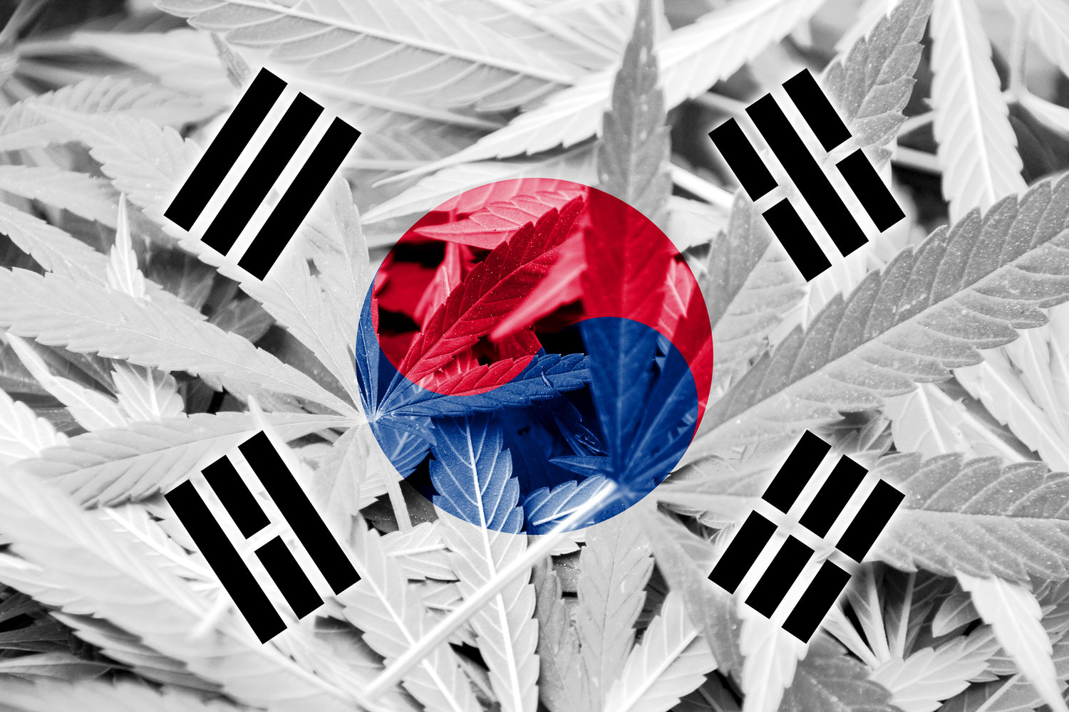 Read more about the article South Korea Becomes the First East Asian Country to Allow Medical Marijuana