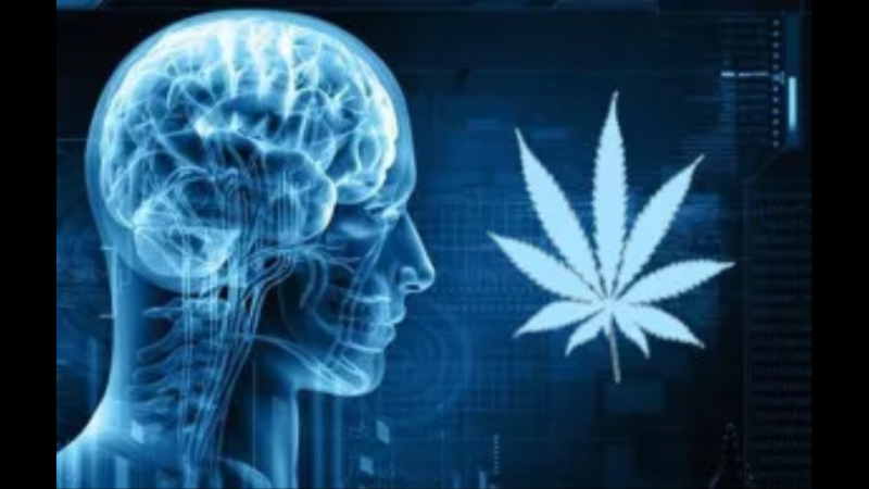 Read more about the article How CBD Affects Human Memory?