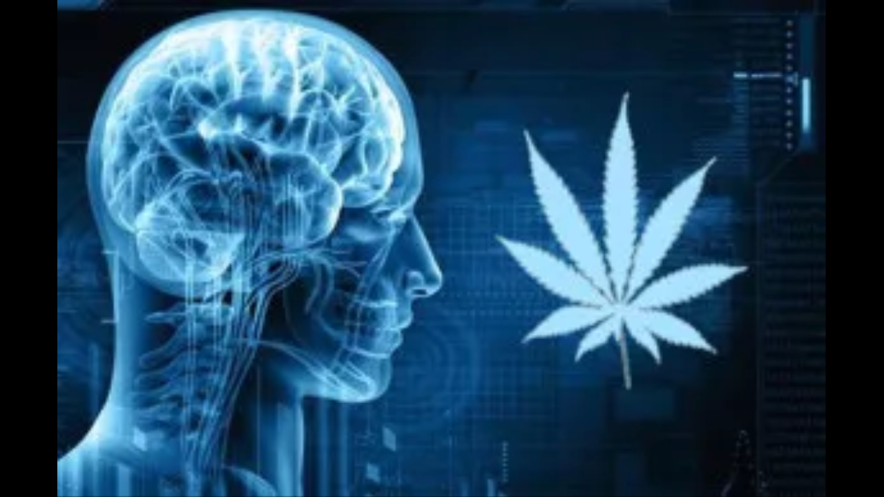 You are currently viewing How CBD Affects Human Memory?