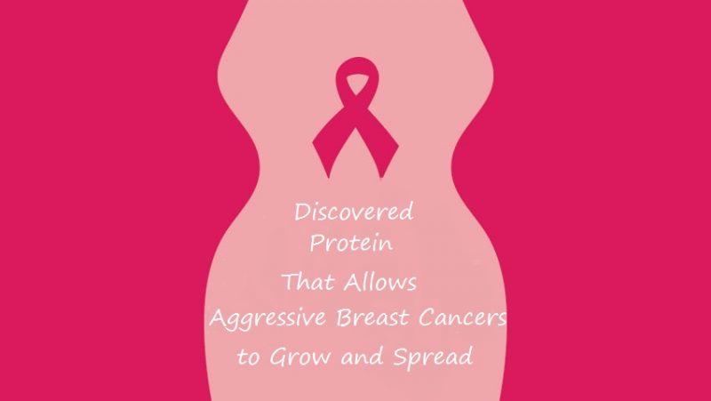 Read more about the article Discovered a Protein That Allows Aggressive Breast Cancer to Grow and Spread