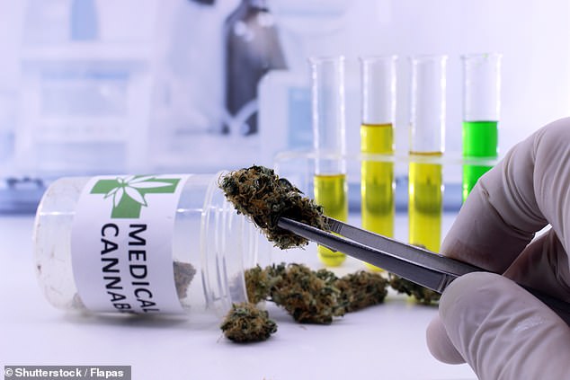 Read more about the article Cannabis could be downgraded by the World Health Organization to make it more available in medicines