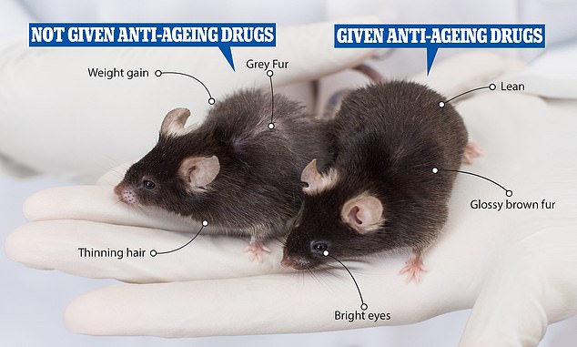 Read more about the article Fascinating picture shows anti-ageing drugs really DO work: One mouse given the medication kept its glossy brown fur – while another untreated mouse started to go grey