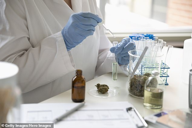 Read more about the article Children as young as eight are being treated for aggressive behaviour with CANNABIS in medical trial that could help 25,000 young people