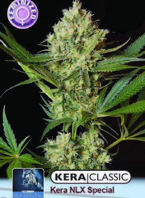 NLX Special FEMINISED SEEDS