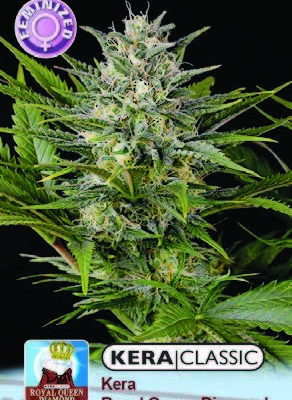 Royal Queen Diamond FEMINISED SEEDS